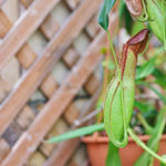 ウツボカズラの育て方 Lovegreen ラブグリーン