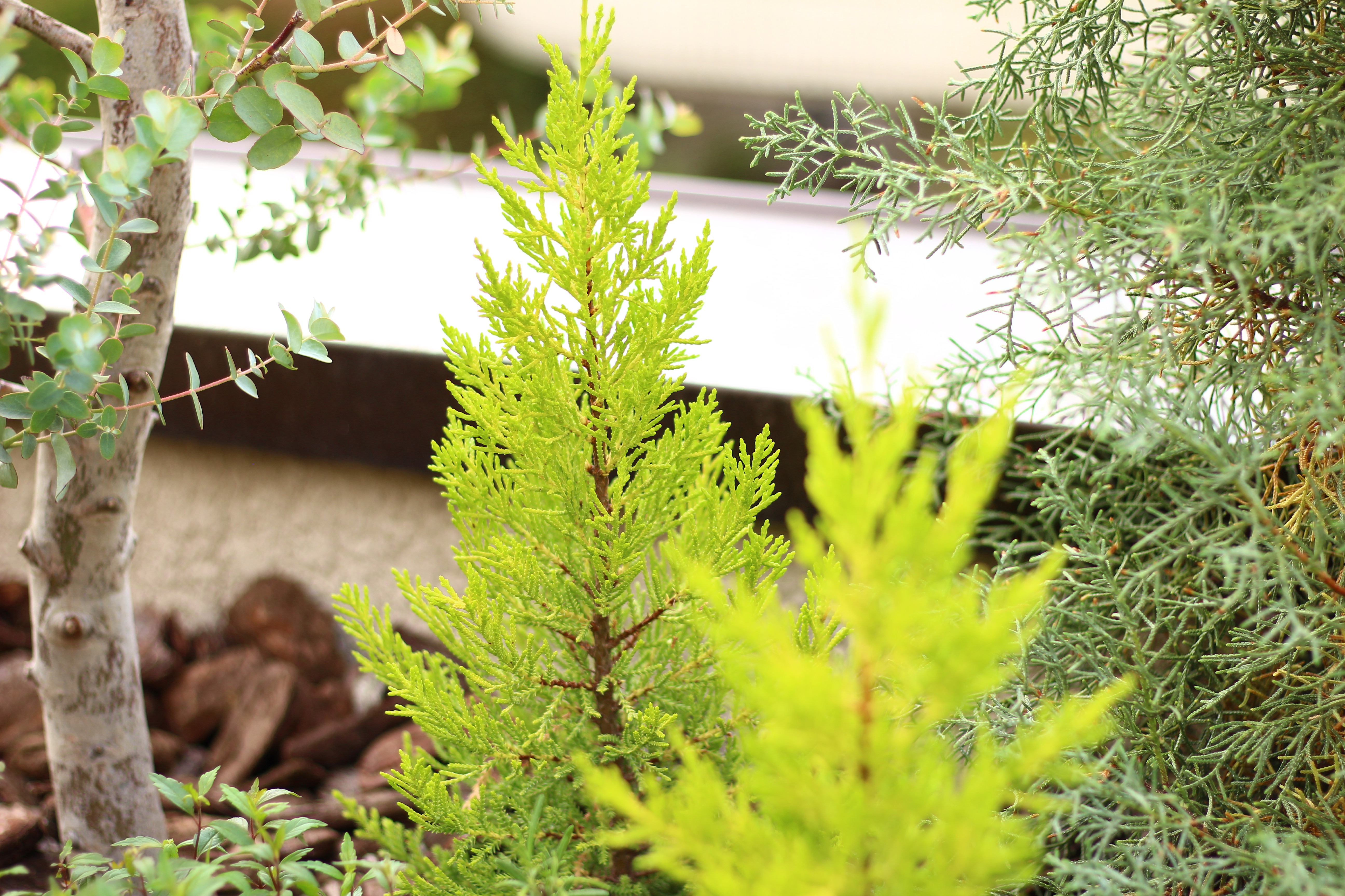 玄関に彩りを おすすめの花植物5選 Lovegreen ラブグリーン