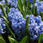 ヒヤシンスの育て方 Lovegreen ラブグリーン