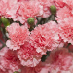 カーネーションの育て方 Lovegreen ラブグリーン