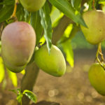 マンゴーの育て方 栽培 Lovegreen ラブグリーン