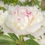 芍薬 シャクヤク の育て方 Lovegreen ラブグリーン