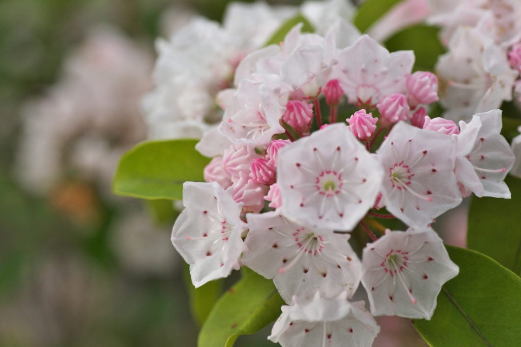 新着カルミア 花 最高の花の画像