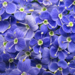 ベロニカの育て方 Lovegreen ラブグリーン