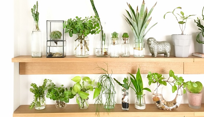 お部屋が爽やかに 水栽培で植物のある生活を始めよう Lovegreen ラブグリーン