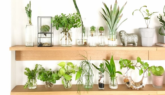 お部屋が爽やかに！水栽培で植物のある生活を始めよう。 | LOVEGREEN