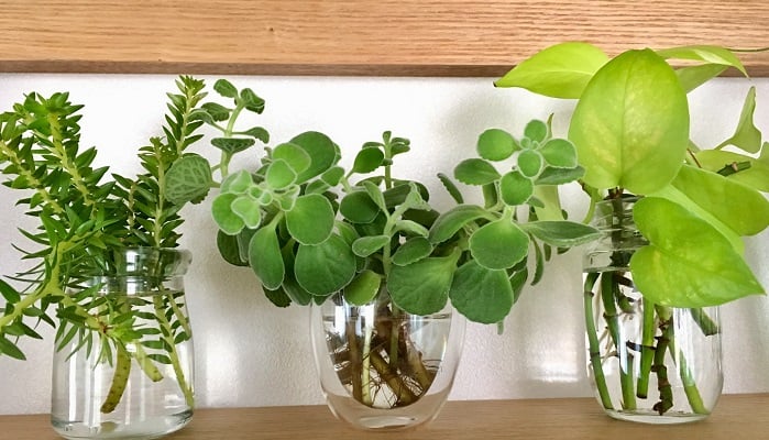 お部屋が爽やかに 水栽培で植物のある生活を始めよう Lovegreen ラブグリーン