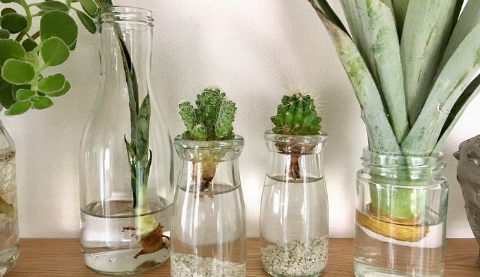 お部屋が爽やかに 水栽培で植物のある生活を始めよう Lovegreen ラブグリーン