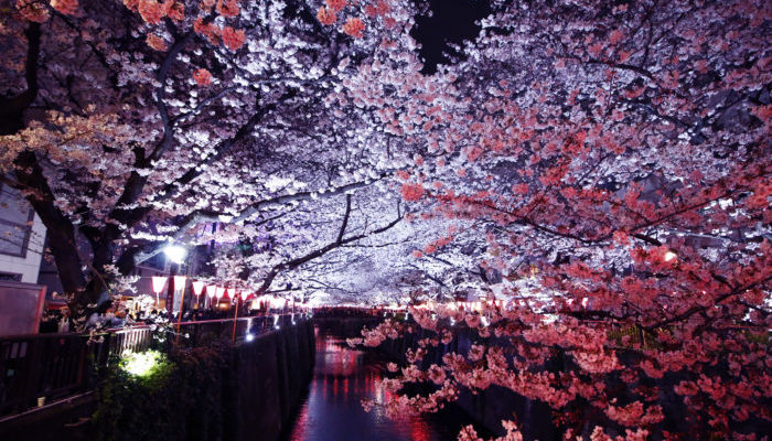 多くの花見客で賑わい、関東の人気お花見スポット1位とされている目黒川の桜。約4kmにわたって、目黒川の水面を覆うように約800本の桜が咲き乱れます。