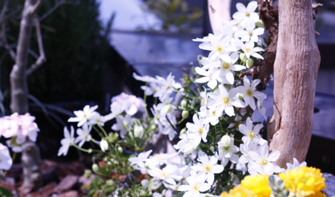 ターシャのお庭に咲いていた花 クレマチス Lovegreen ラブグリーン