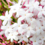 ジャスミンの育て方 Lovegreen ラブグリーン