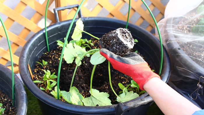 2.プランターに苗と同じくらいの穴を開け、苗を軽く手で押さえ根鉢を崩さないように植え付けます。  白い根が見えています。新しい根がぐんぐん生長している様子が分かります。