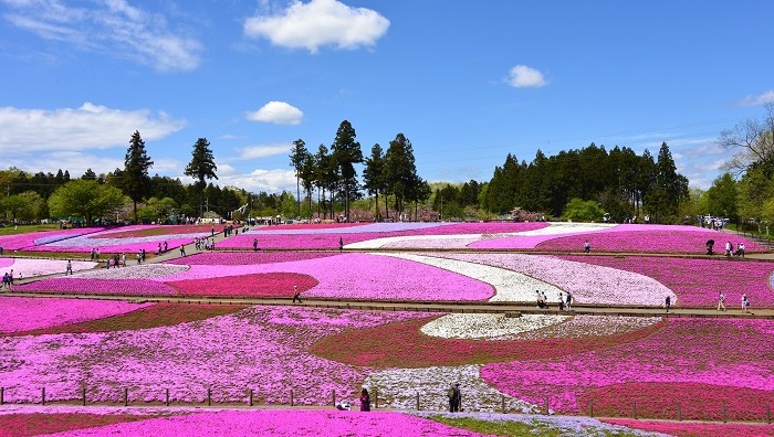 秩父 羊山公園で芝桜 シバザクラ を楽しもう 18の見ごろとアクセス Lovegreen ラブグリーン