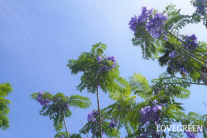 jacaranda ジャカランダ