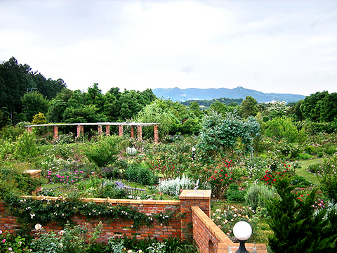 ドリプレ・ローズガーデンは、千葉県君津市にある庭園です。一歩足を踏み入れれば、まるでイギリスの田舎に迷い込んだかのよう。