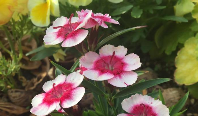 ターシャのお庭に咲いていた花 ナデシコ Lovegreen ラブグリーン