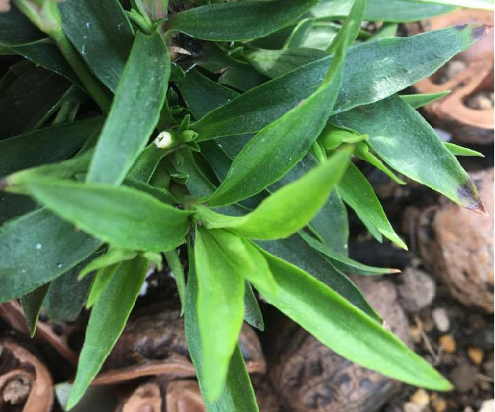 ターシャのお庭に咲いていた花 ナデシコ Lovegreen ラブグリーン