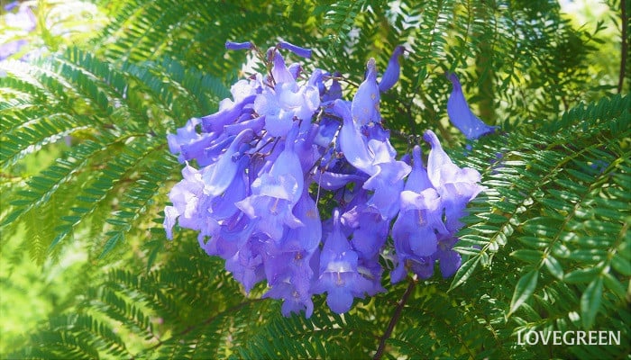 jacaranda ジャカランダ