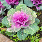 ハボタン 葉牡丹 の育て方 Lovegreen ラブグリーン