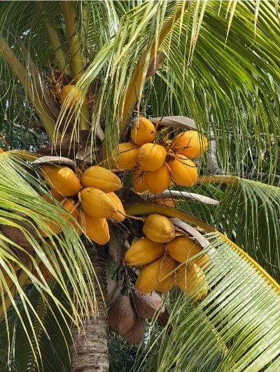 CANVA ココナッツの木