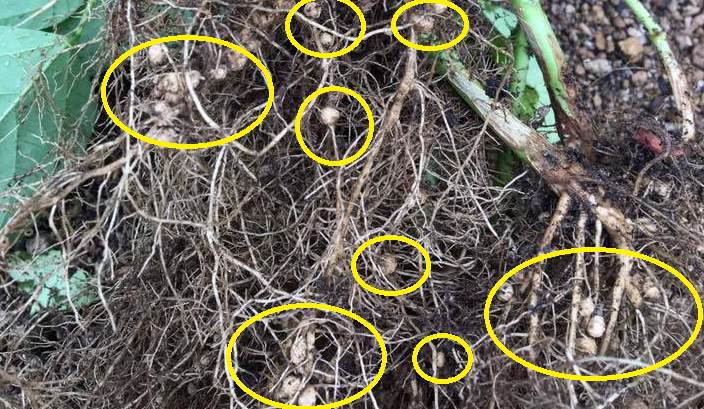 根の部分にある丸い粒の中に、空気中の窒素を固定する根粒菌という微生物が存在していて、植物の葉や茎の生長に欠かせない窒素を供給しています。
