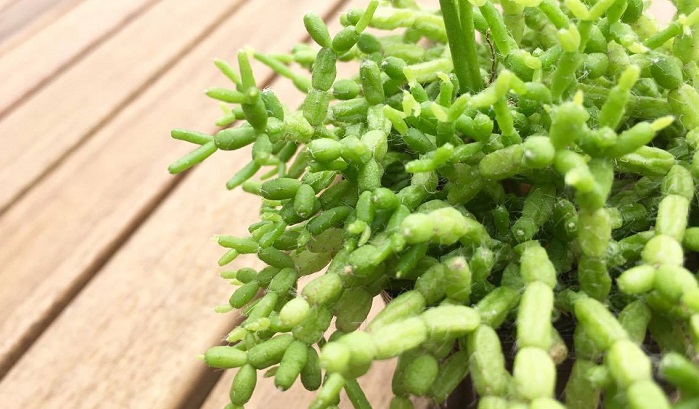 Rhipsalis cereuscula  緑色の米粒のような小さな茎が密に連なり、うっすら毛が生えています。