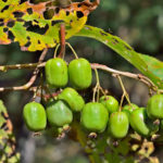 サルナシの育て方 栽培 Lovegreen ラブグリーン