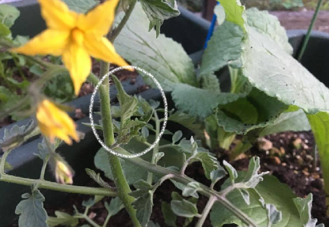 ミニトマトの仕立て方を紹介するうえで、「わき芽」について説明します。  わき芽とは、上の画像のように「茎や葉の付け根から出てくる芽」の部分のことをいいます。  このわき芽を放置してしまうと、主枝の栄養分を奪ってしまい、充実した実が収穫できません。不要なわき芽を取り除き、甘くて美味しいミニトマトを作りましょう。