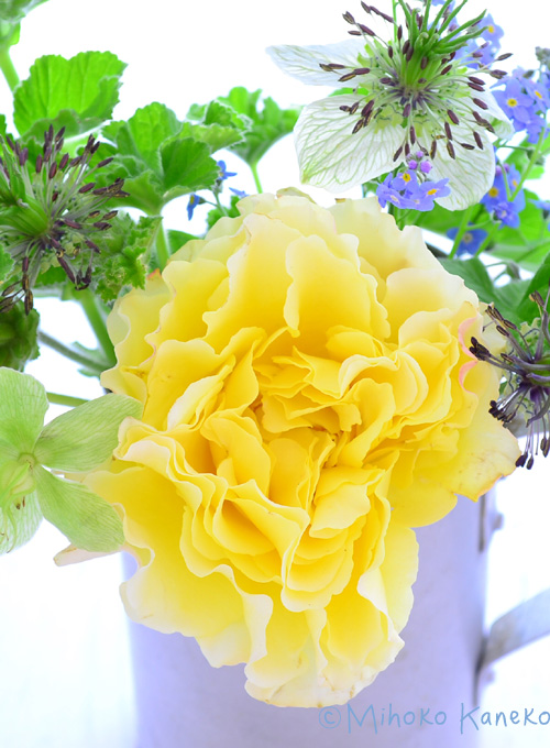 毎年新しいバラが発売されて、いったい何種類のバラが流通しているのでしょう？とにかく品種が豊富な花です。