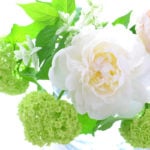 新緑の季節にあわせて！白いシャクヤクの花あしらいと扱い方