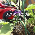 ナスの仕立て方で目安となった、ナスの一番花はその後どうなりましたか？ 花が終わり、小さな実を付け始めた頃ではないでしょうか？ しかし、苗が小さいうちに、このまま実が大きくなってしまっては、実ばかりに栄養が取られて、苗に栄養がいかなくなってしまいます。 今回は苗を大きく生長させるために必要なひと手間、ナスの「摘花・摘果」をご紹介します。