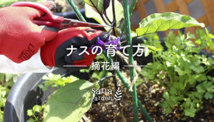 ナスの仕立て方で目安となった、ナスの一番花はその後どうなりましたか？ 花が終わり、小さな実を付け始めた頃ではないでしょうか？ しかし、苗が小さいうちに、このまま実が大きくなってしまっては、実ばかりに栄養が取られて、苗に栄養がいかなくなってしまいます。 今回は苗を大きく生長させるために必要なひと手間、ナスの「摘花・摘果」をご紹介します。