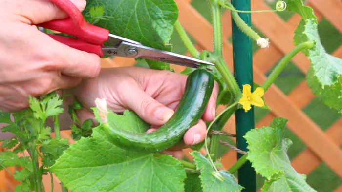 キュウリをベランダ菜園で収穫 育て方とプランター栽培のコツ Lovegreen ラブグリーン