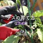 ナスの育て方 〜仕立て方編〜