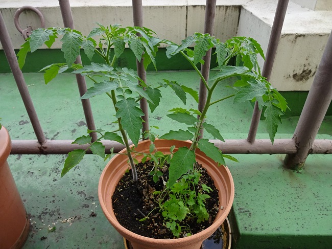 自家栽培のミニトマト 実を土に植えたら発芽する Lovegreen ラブグリーン
