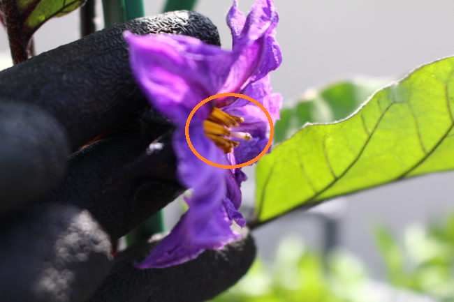 紫の濃い色合いが美しいナスの花が綺麗に咲きました。このナスの花をよくご覧ください。雌しべが雄しべより長くなっているのが分かりますか？  これは、草勢があり肥料のバランスも整ったとてもいい状態で、かつ雄しべより雌しべが長いことで受粉が上手くいく良い状態です。