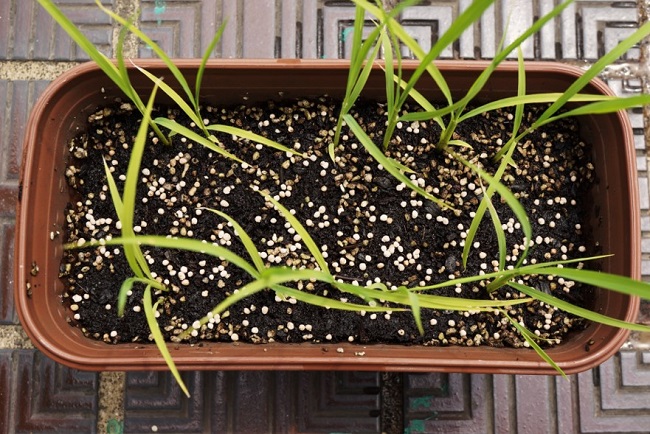 水陸両用 のイネ 稲を野菜の土とプランターで育ててみた Lovegreen ラブグリーン