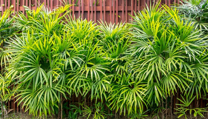 シュロチク 棕櫚竹 の育て方 Lovegreen ラブグリーン