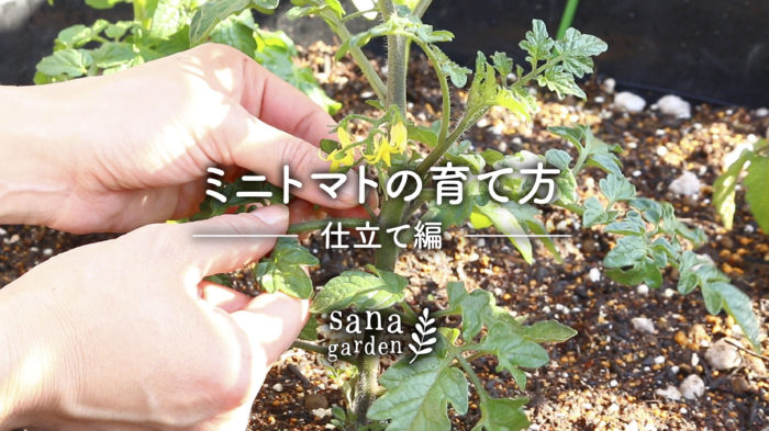 トマト の 育て 方 わき 芽