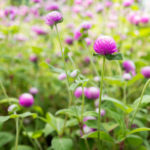 センニチコウ 千日紅 の育て方 Lovegreen ラブグリーン