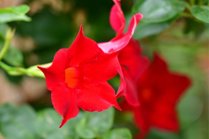 canvaマンビネラ