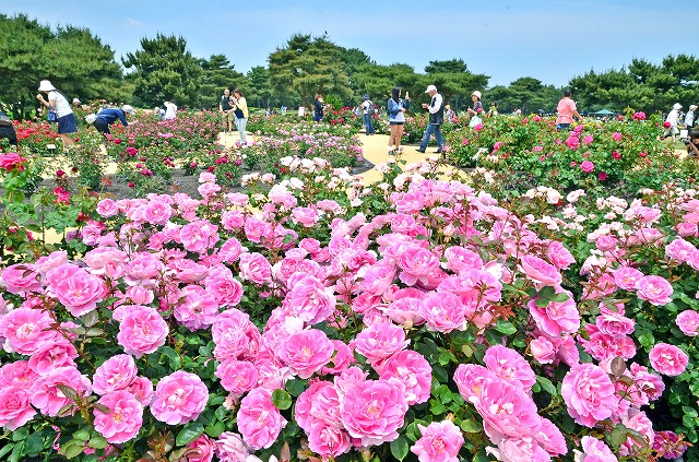 バラ園といえば咲き誇るバラの間をお花と同じ目線で歩くイメージがありますよね。しかし国営ひたち海浜公園にある常陸ローズガーデンはそれだけではありません。晴れ渡る空と広がるバラ園（約120品種3400株）。それをプレジャーガーデン内の観覧車（有料）から眺めることができるスポットなのです。