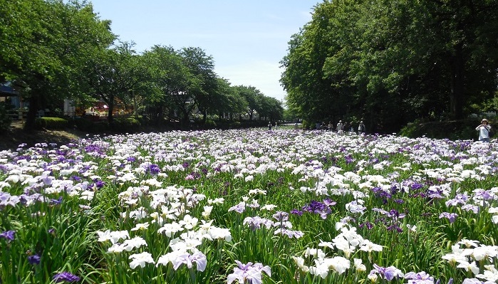 見渡すかぎりの紫の流れ 国指定史跡 女堀 赤堀花しょうぶ園 Lovegreen ラブグリーン