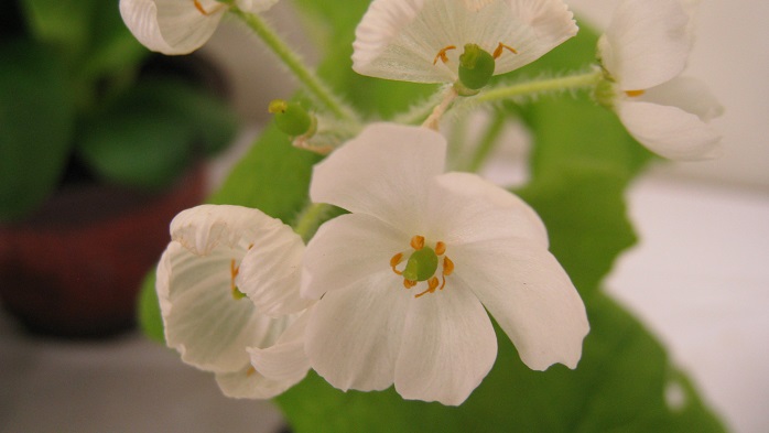 山野草初心者大歓迎！上野の日草展へ行ってみよう | LOVEGREEN(ラブ