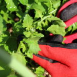 ルッコラの育て方 栽培 Lovegreen ラブグリーン