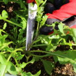 ルッコラの育て方 栽培 Lovegreen ラブグリーン