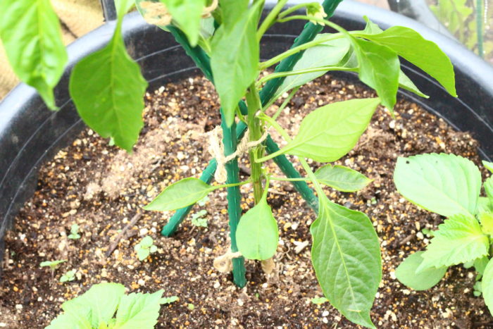 主茎1本とわき芽（側枝）2本合わせて3本に仕立てにしましたので、その枝に添わせるように支柱を3本使用します。  アスタリスク状（＊）に支柱を土にさして苗を支えましょう。