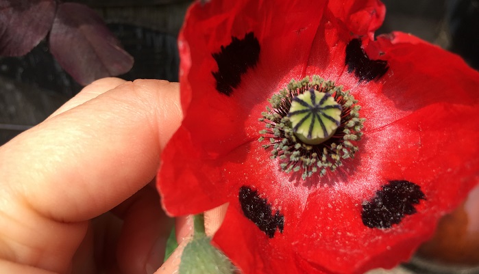 てんとう虫みたいなポピー ポピーレディバード の魅力 Lovegreen ラブグリーン