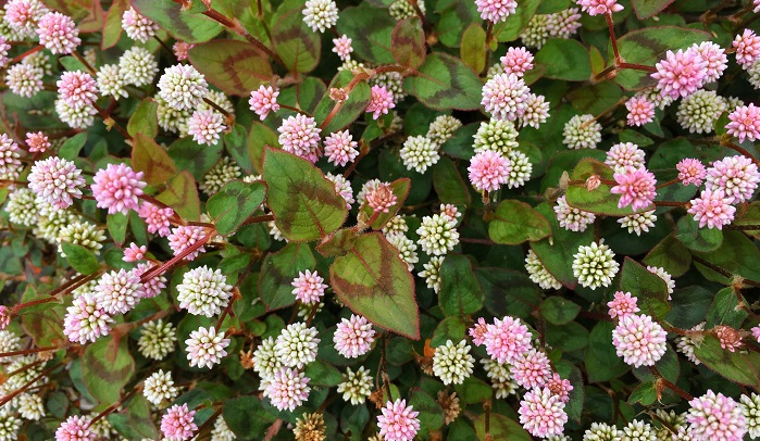 手間要らずの植物 金平糖のような丸いお花 ヒメツルソバ 姫蔓蕎麦 の魅力 Lovegreen ラブグリーン