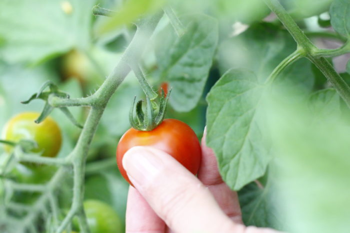 完熟したミニトマトが収穫時かを見分けるコツは以下の2つです。